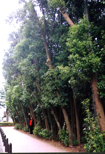 ���P���̎��ё�(���l������w�����ǑO�ʂ�)