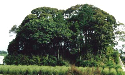 ���{�̊e�n�Ɏc����Ă��鏬����