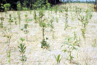 ���d��Η͔��d�����Ӗh�Њ��ۑS�ь`���G�R���W�J���A�͂̒���(1985�N)