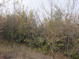 鉄鉱山のぼた山上の植生復元植栽(2004年12月)